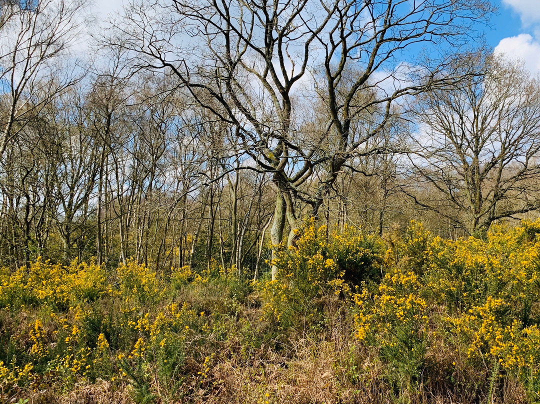 Mousehold Heath景点图片