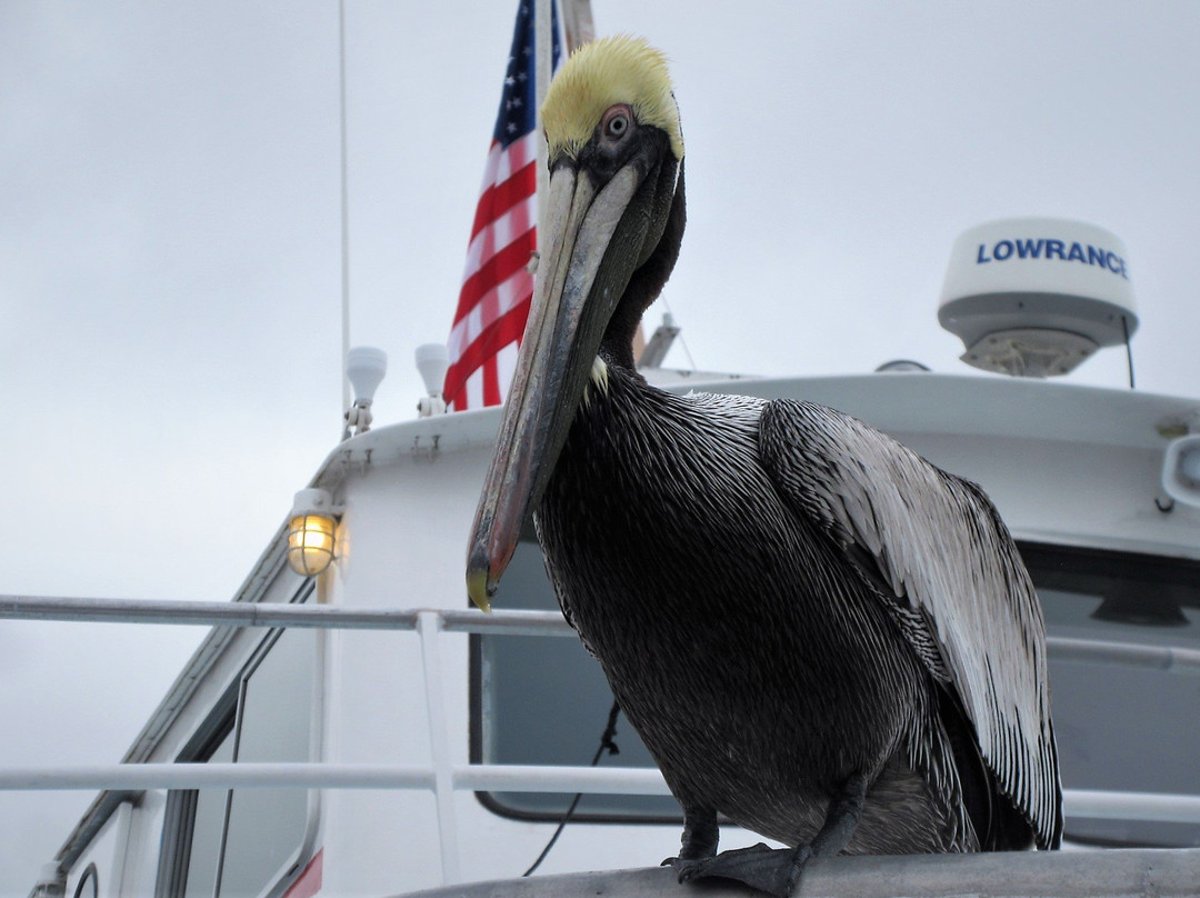 Clearwater Beach Marina-克利尔沃特必去景点