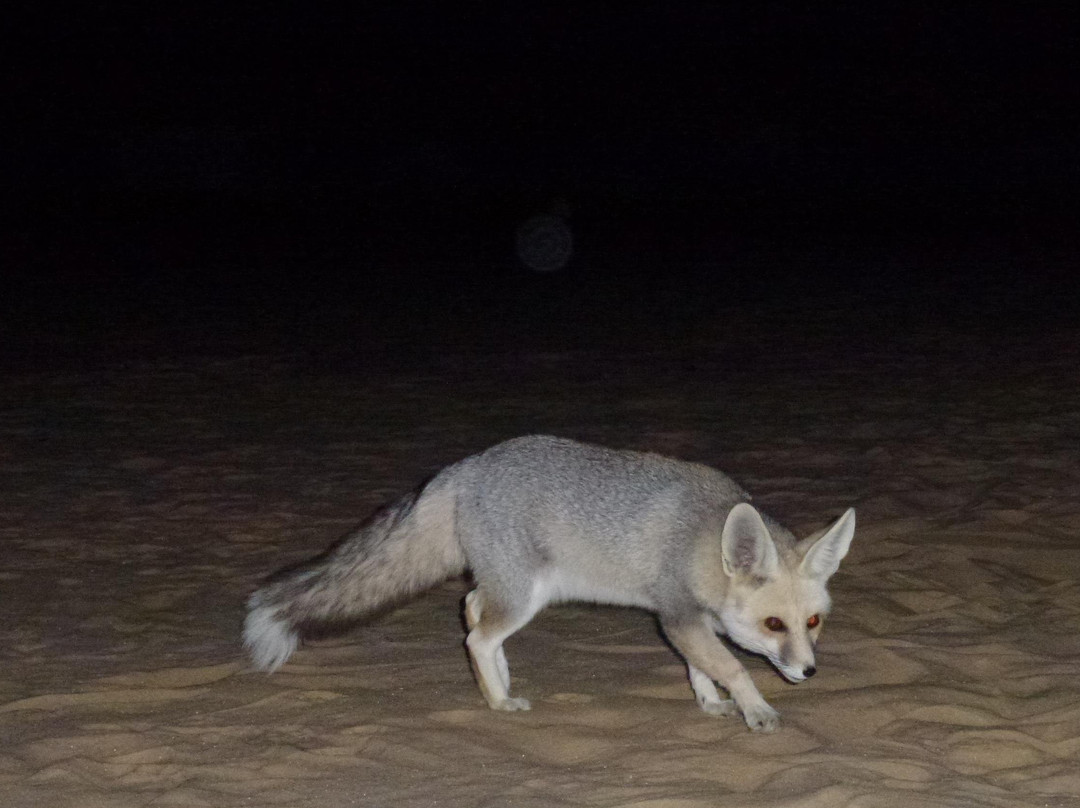 White Desert Overnight Tours-Bawiti必去景点