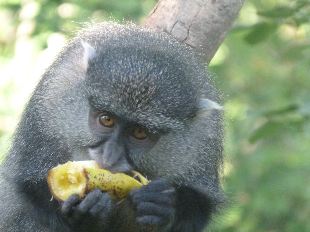 Vervet Monkey Foundation-参宁必去景点