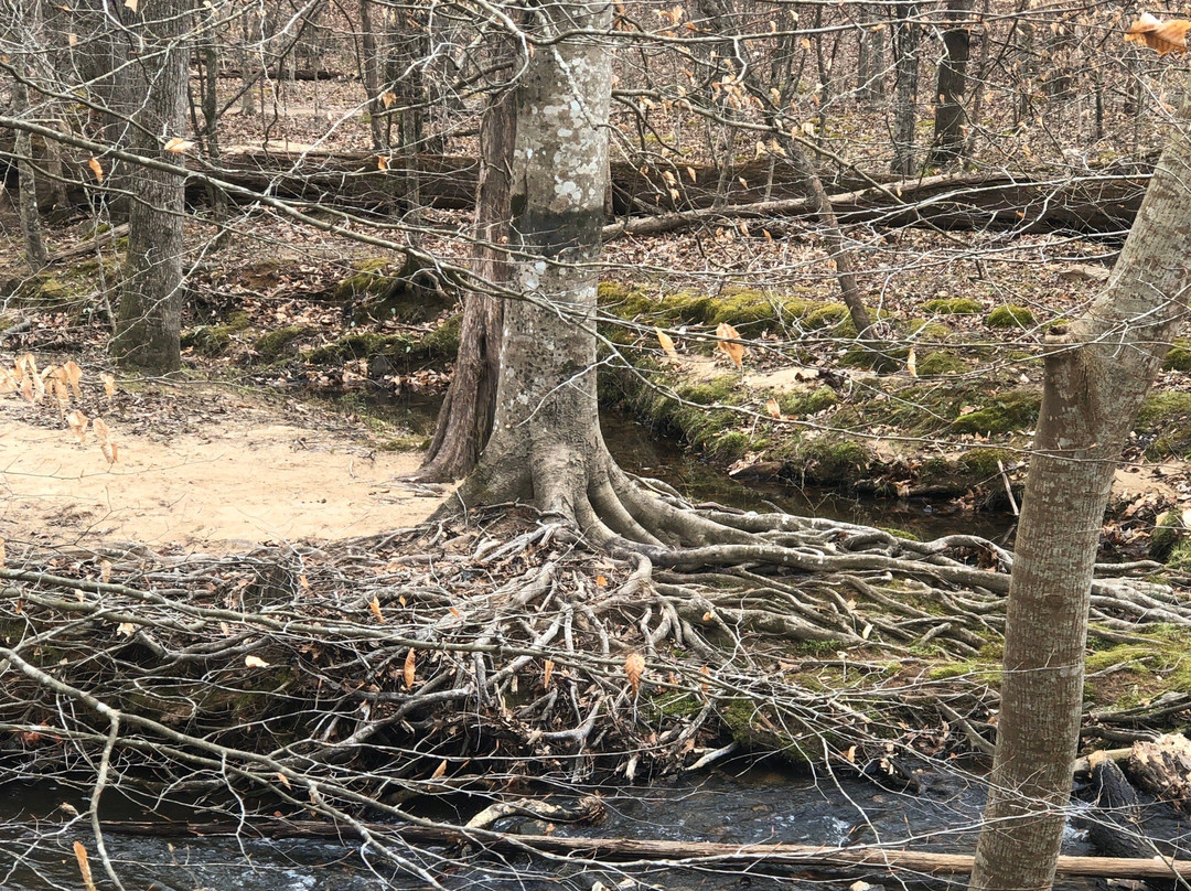 Eno River State Park景点图片