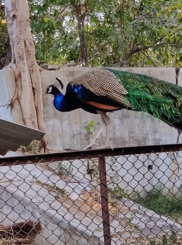 Sayaji Baug Zoo-瓦都达拉必去景点