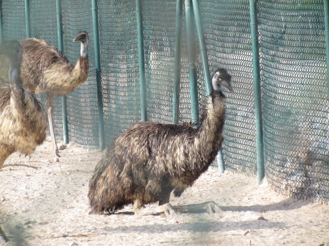 Arabian Wildlife Park-萨巴尼亚岛必去景点