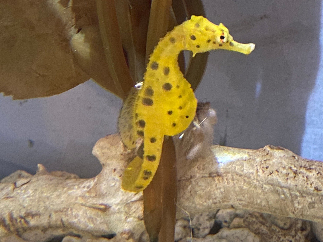 EcoWorld Aquarium & Wildlife Rehabilitation Centre景点图片