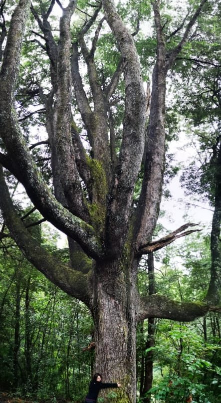 Vortice Park-Curacautin必去景点