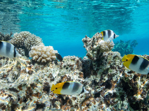 Bora Ocean Adventures