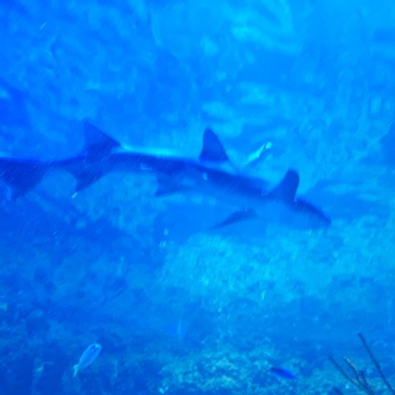 Golden Hall Mall-Chalandri必去景点