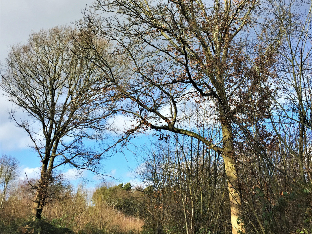 Angley Wood