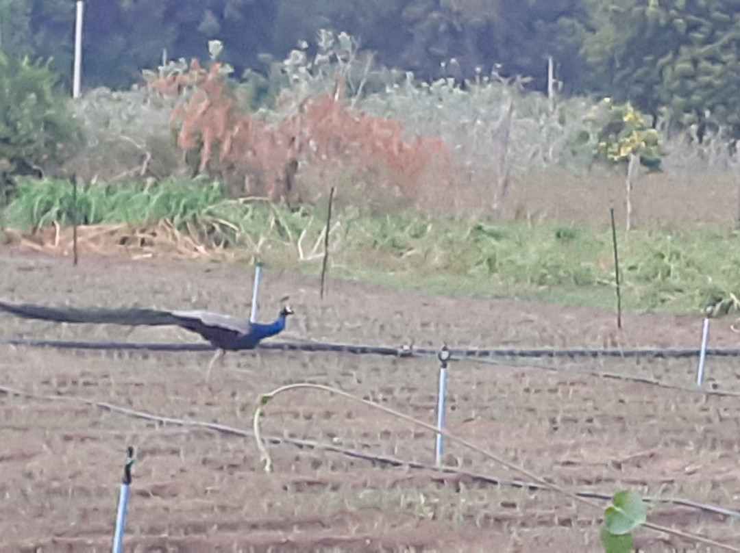 Nilaveli Cabs-尼拉瓦利必去景点