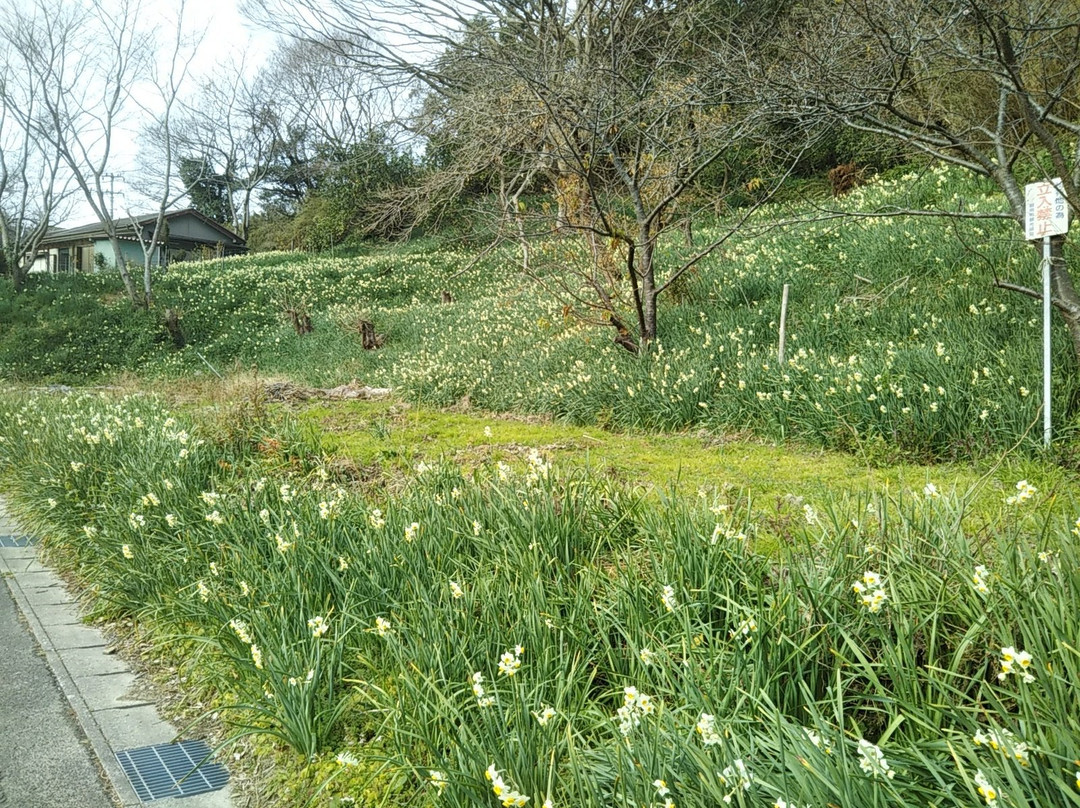 Narcissus Road-锯南町必去景点