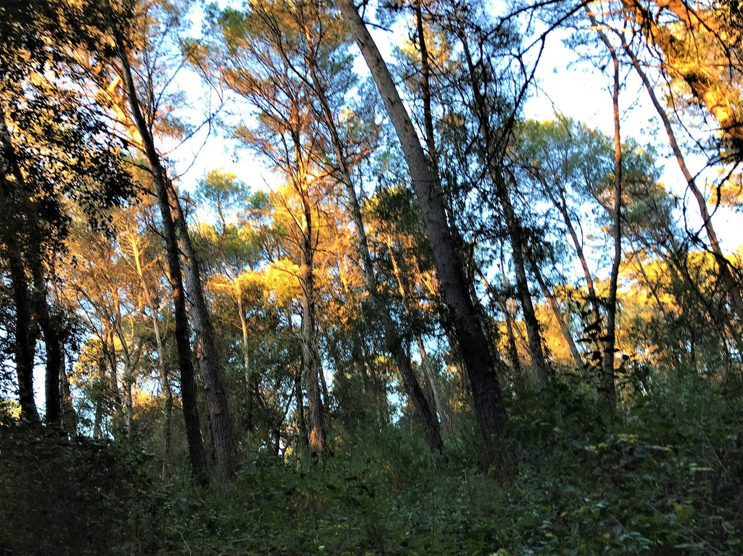 Etang de Fontmerle景点图片