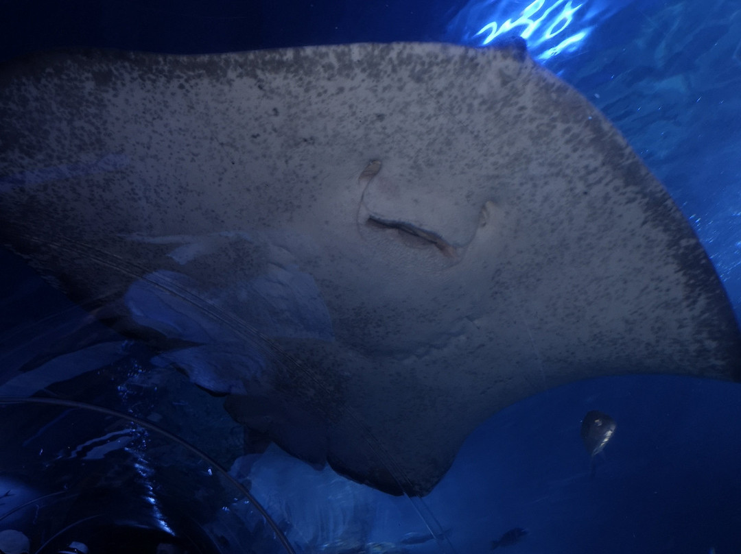 Hillarys Boat Harbour-拉瑞斯必去景点