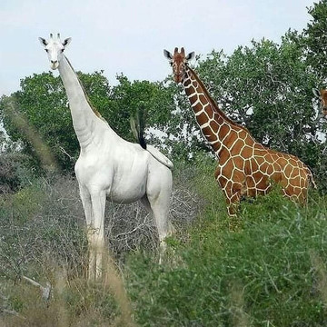 Garissa旅游攻略图片