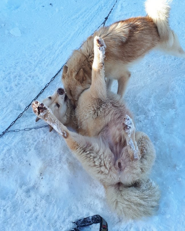 L’Aventure en Traîneau-Vinzier必去景点