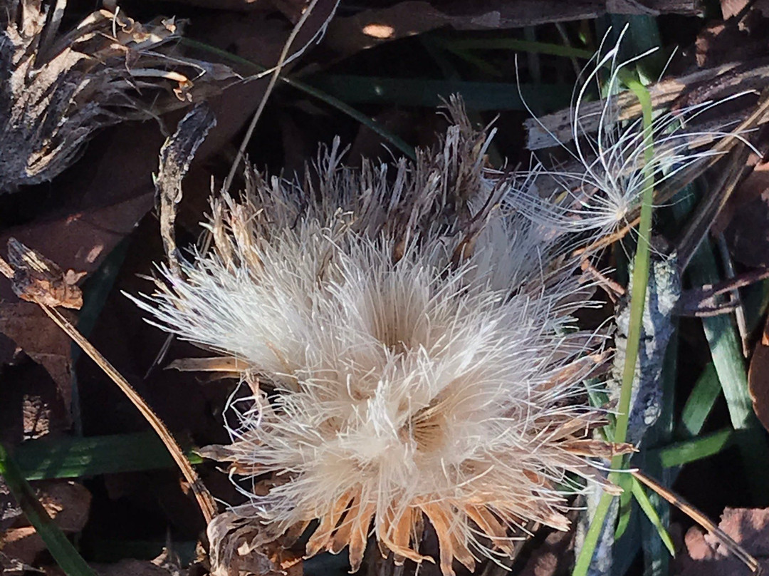 Minoyama Park-皆野町必去景点