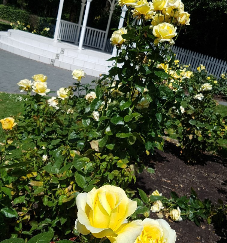 Dugald MacKenzie Rose Garden景点图片