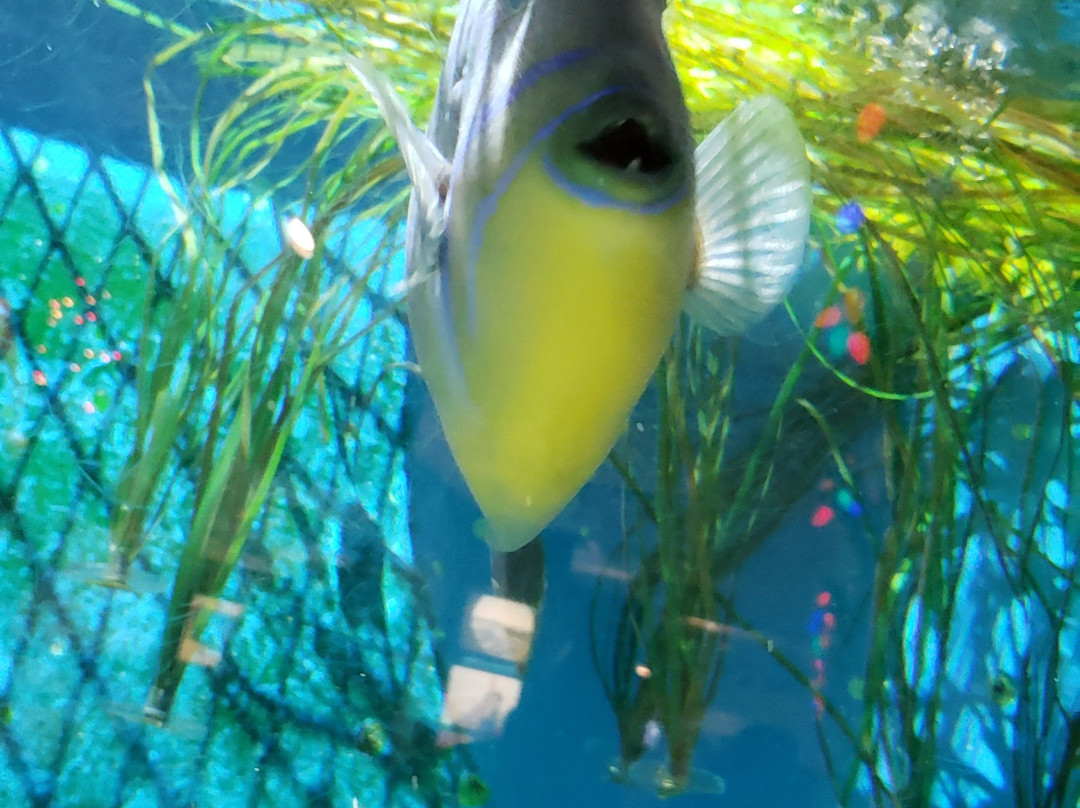 Woods Hole Science Aquarium景点图片