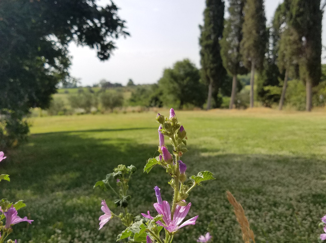 Podere Pievina Delle Corti主图