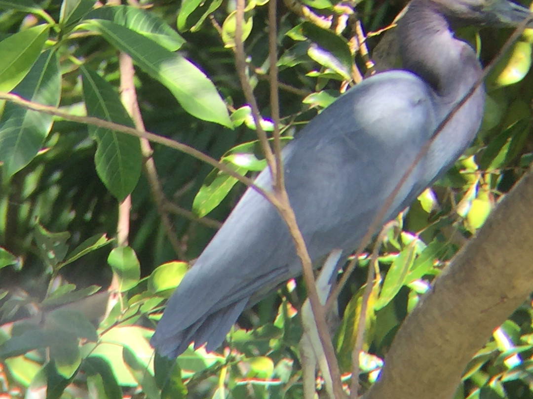 Jabiru Tours Palo Verde by Boat景点图片