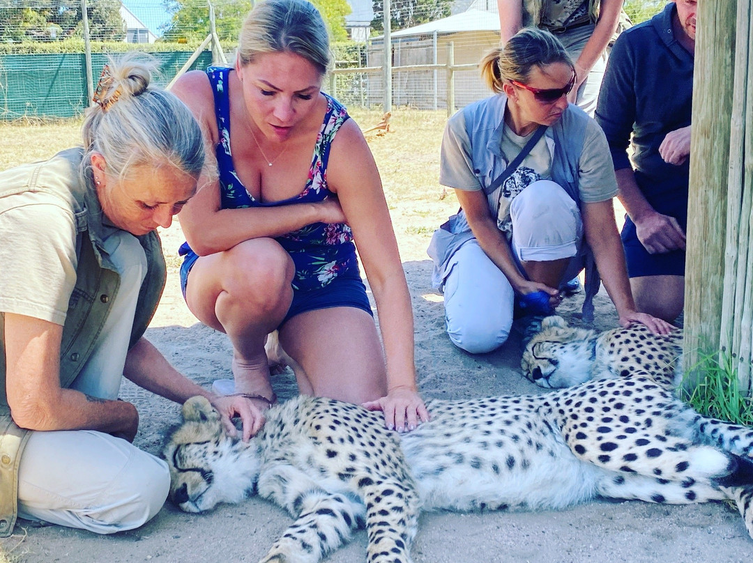 Cheetah Outreach - Somerset West景点图片