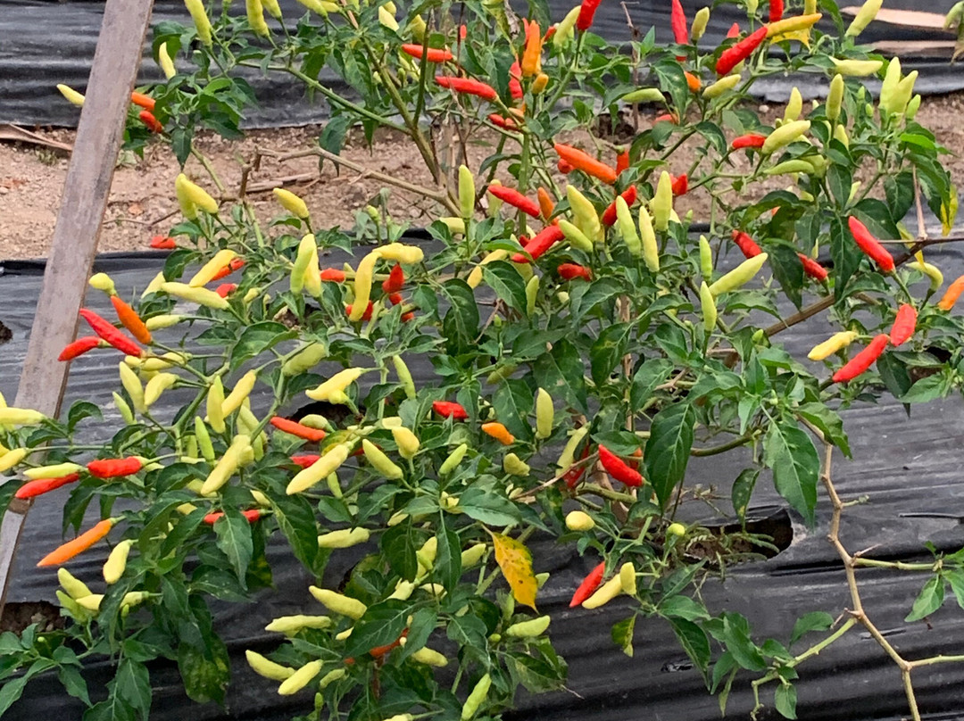 Brigadoon Lombok B&B主图