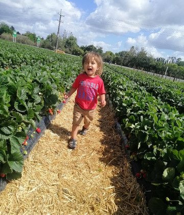 Whatawhata Berry Farm-Whatawhata必去景点