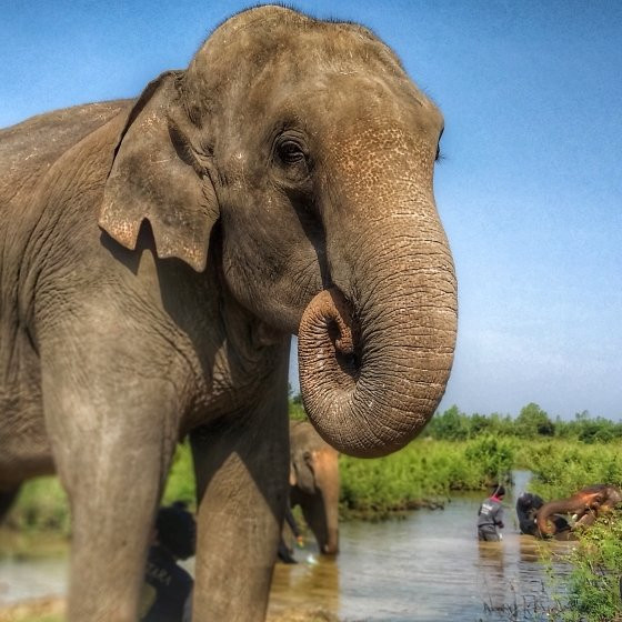 Save Elephant Foundation - Surin Project景点图片
