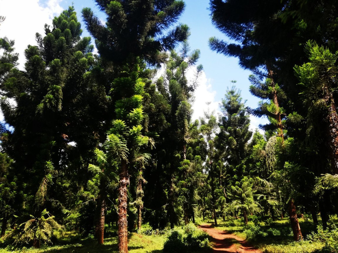 Tubing the Nile-金贾必去景点