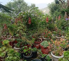 The Kumaon Exotica主图