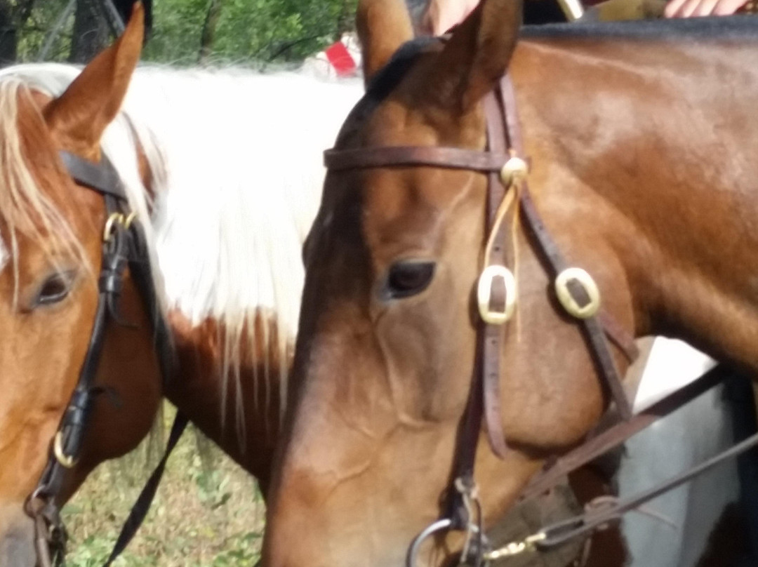 Horseback Adventures of Central Texas-Wimberley必去景点