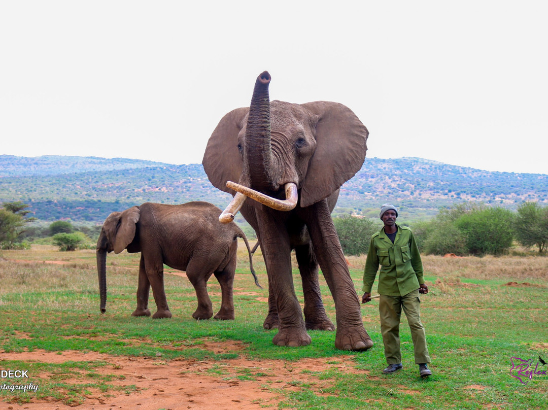 Ol Jogi Wildlife Conservancy-南由基必去景点