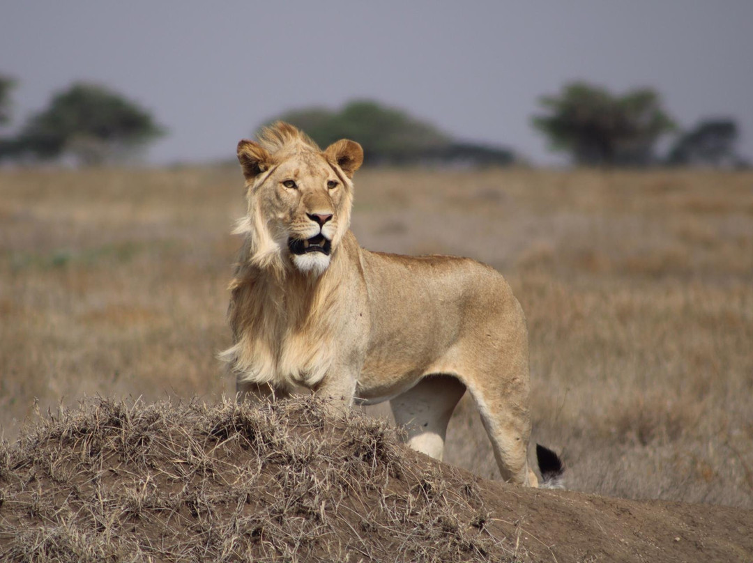Tour with Kunta-阿鲁沙必去景点