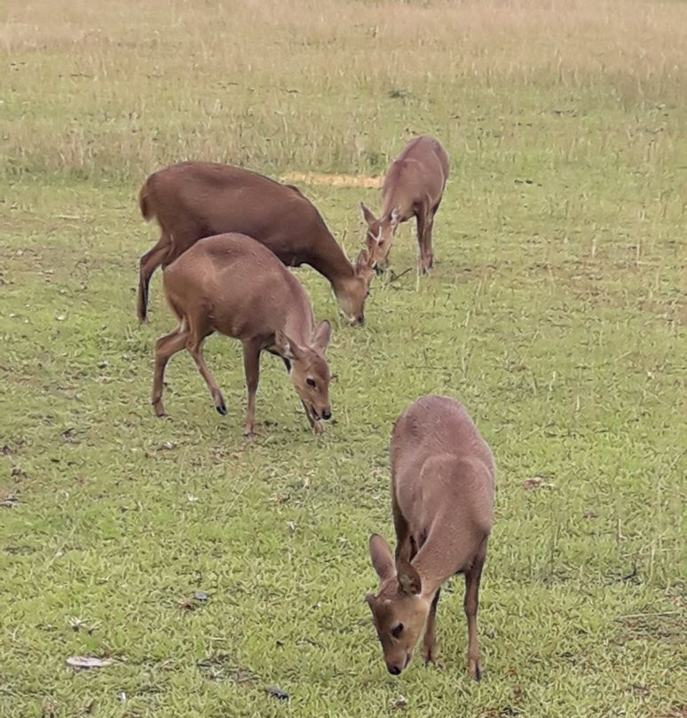 Calauit Wildlife Sanctuary-Busuanga Island必去景点