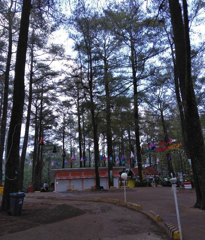 Malino Pine Forest-Malino必去景点