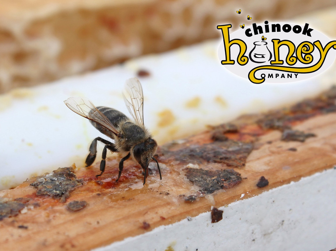 Chinook Honey Company景点图片