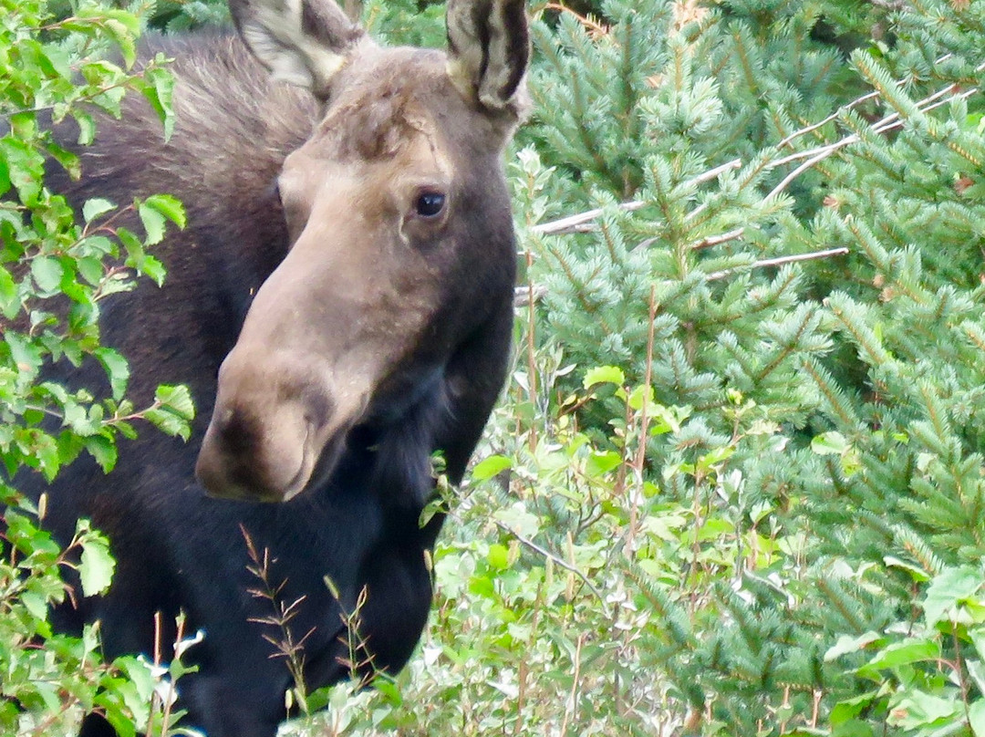 Schwabacher Landing-大提顿国家公园必去景点