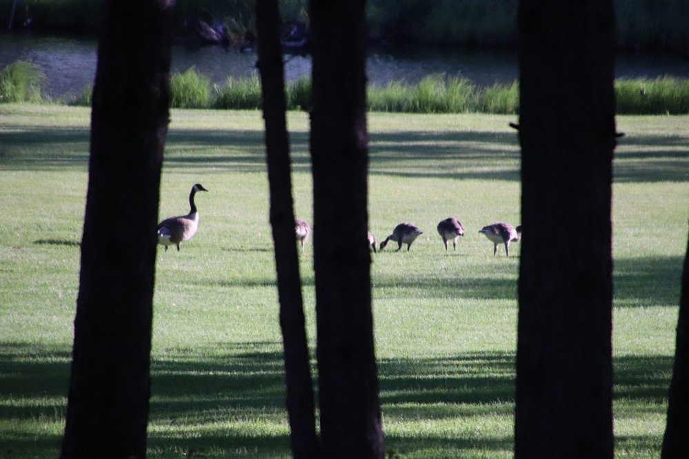 Sunnybrook Park & Shelters