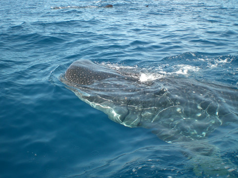 Cancun Whale Shark Tours-坎昆必去景点