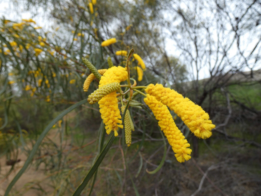 Merredin Peak-Merredin必去景点