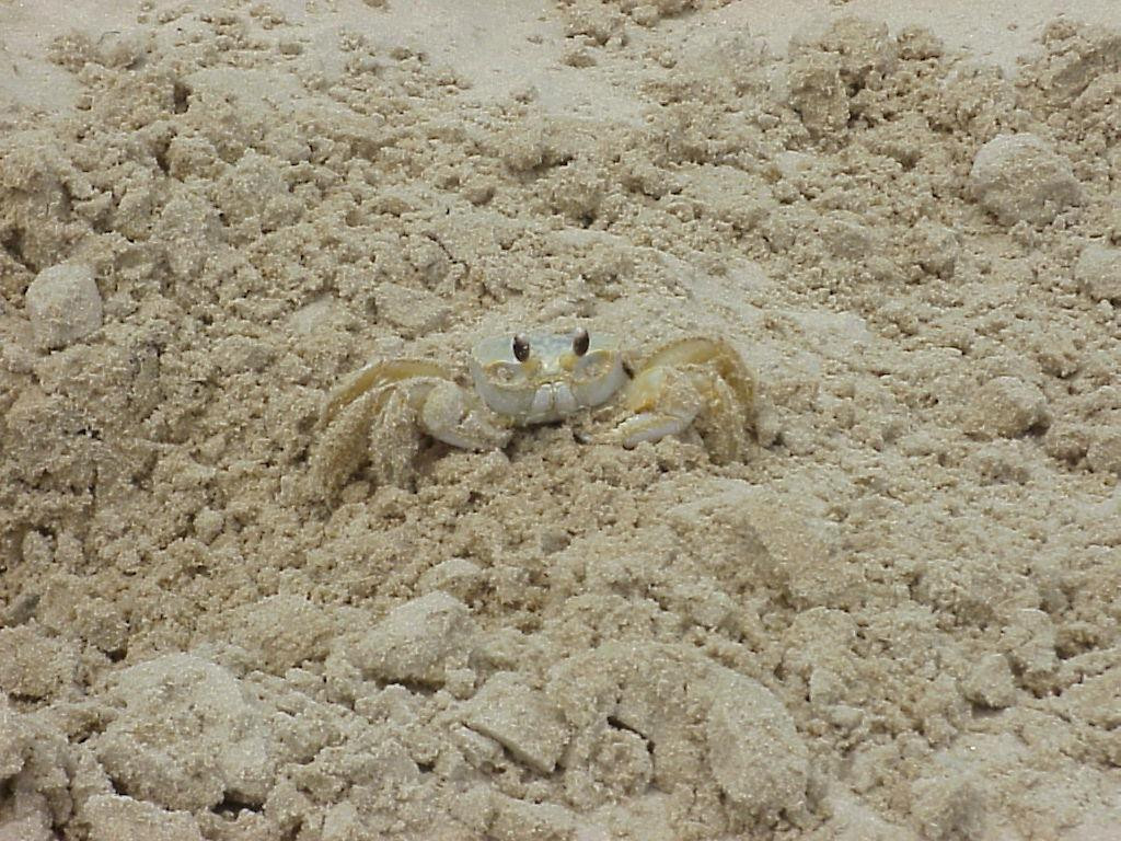 Surfside Beach-Surfside Beach必去景点