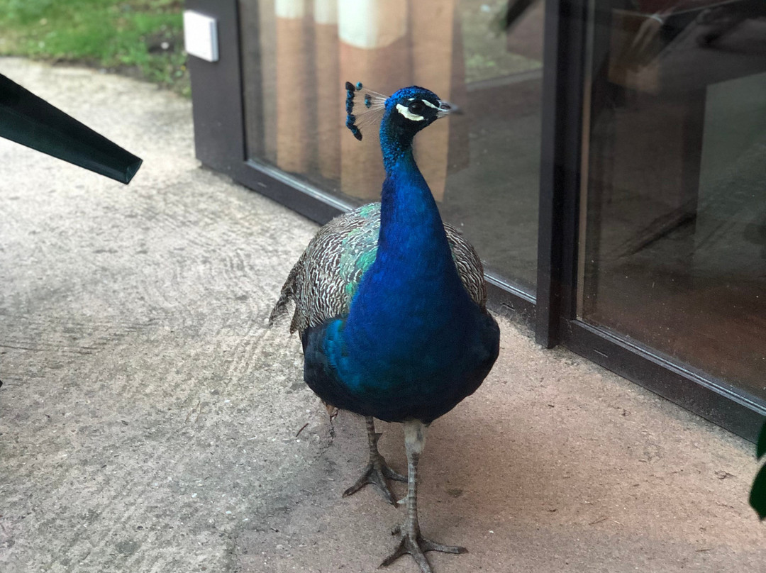 Center Parcs Het Heijderbos主图