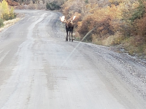 Denali Backcountry Adventure-德纳利国家公园和自然保护区必去景点