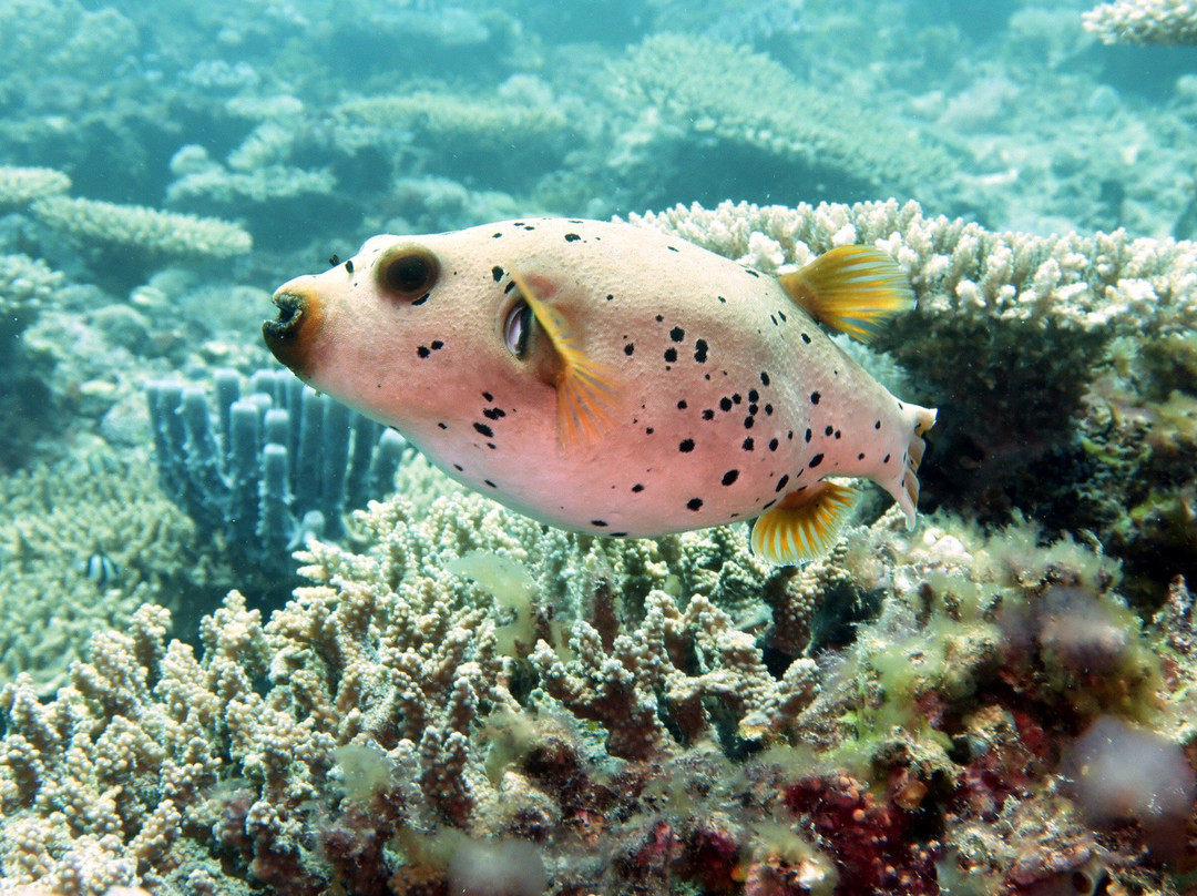 Our Ocean Diving Center景点图片