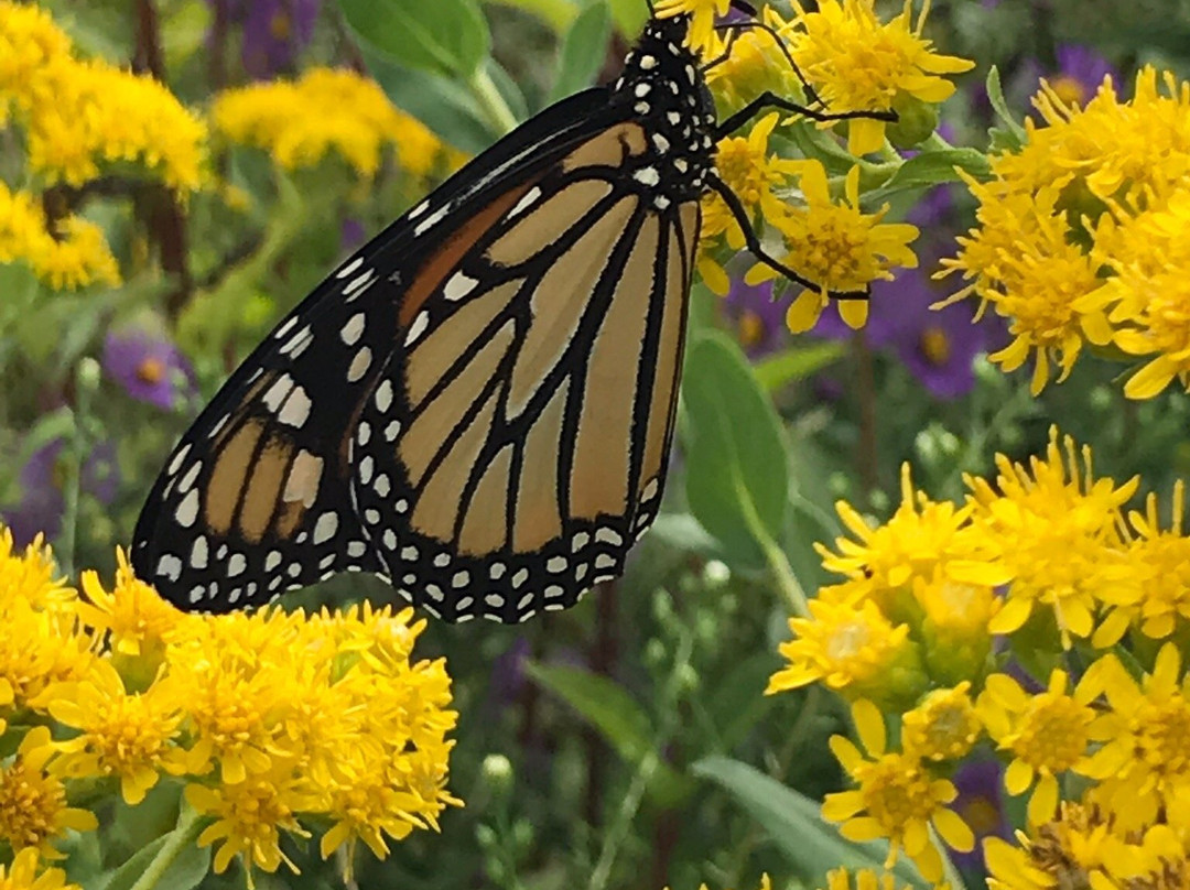 Weldon Spring Site Interpretive Center-圣查尔斯必去景点