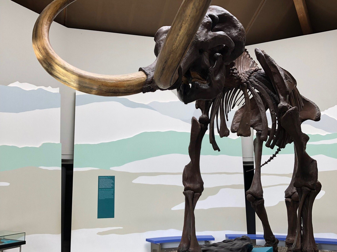 Südostbayerisches Naturkunde- und Mammut-Museum Siegsdorf景点图片