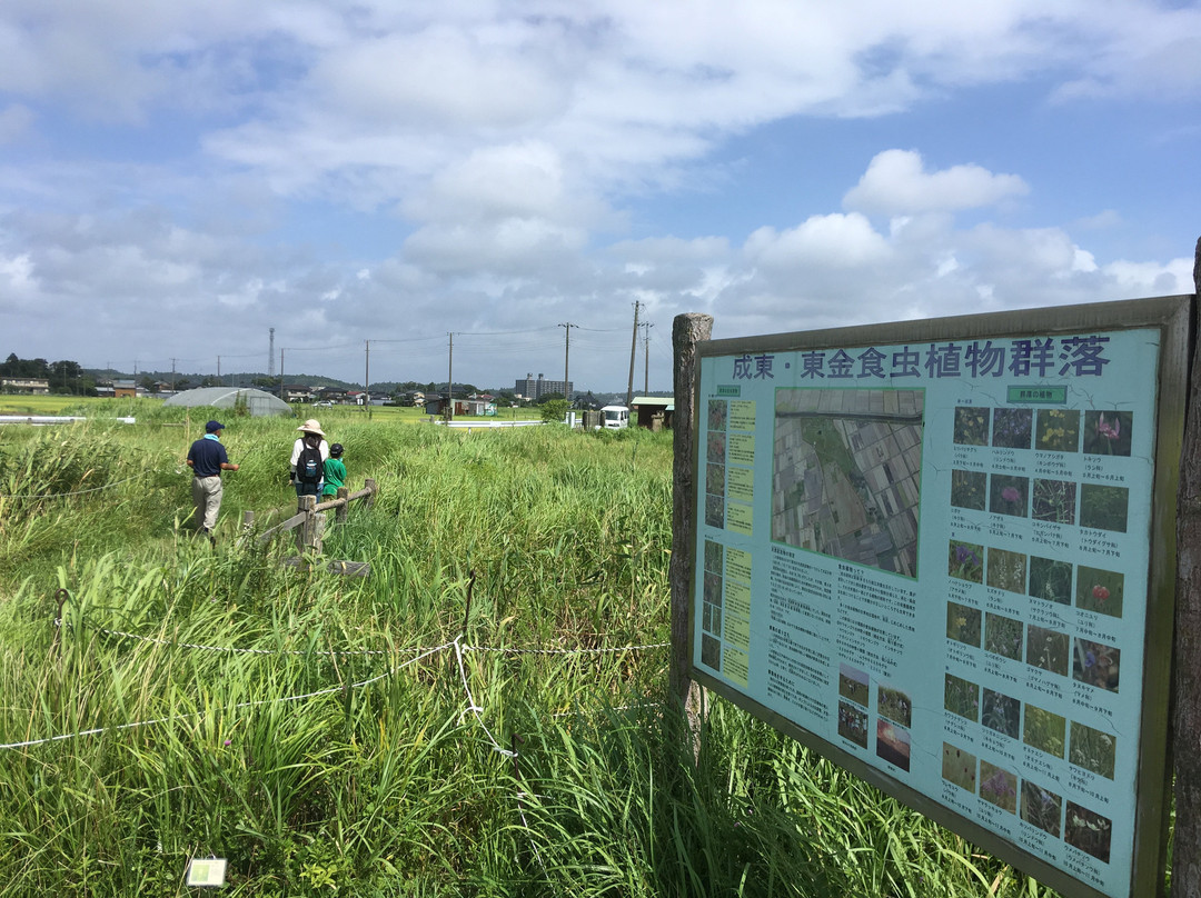 Carnivorous plant habitat in Togane, Naruto-山武市必去景点