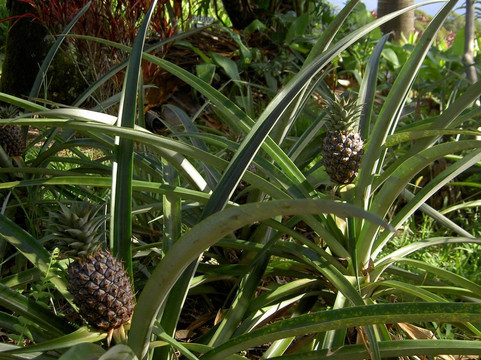Maui's Best Hike-海库必去景点