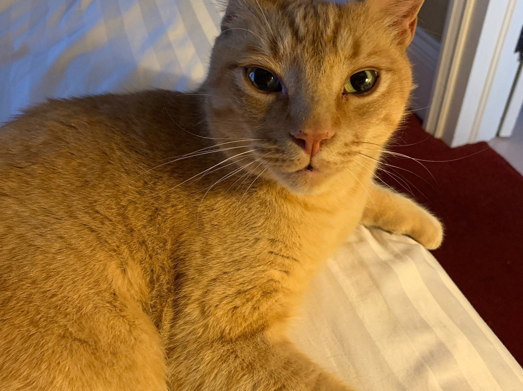 The Weaverville Whitmore Inn主图