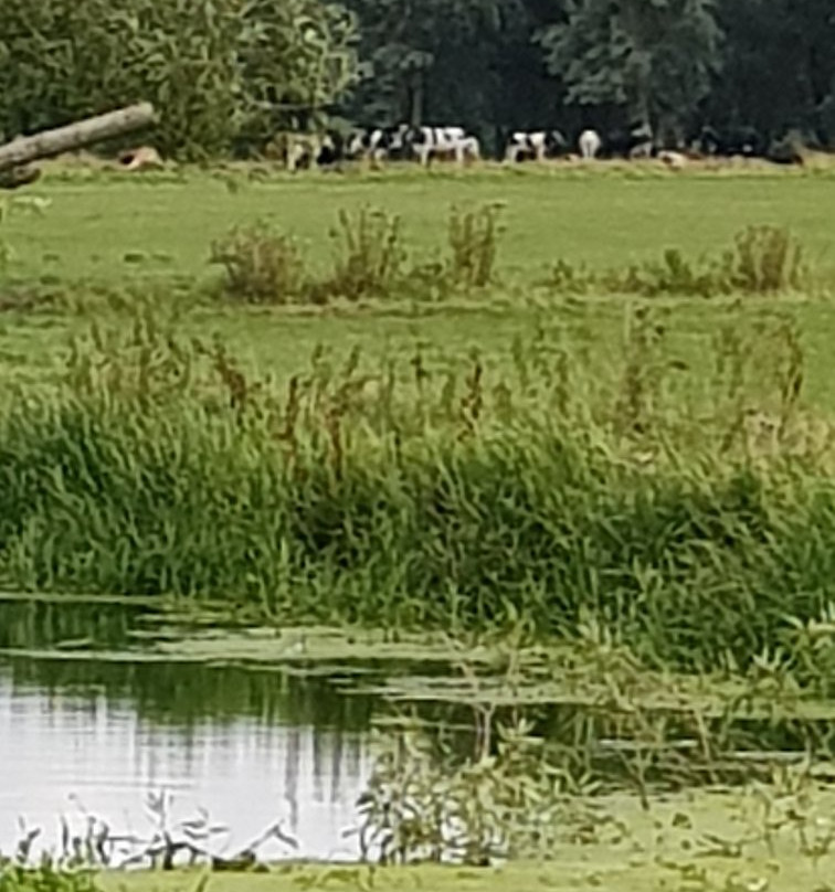Earsham Wetland Centre景点图片