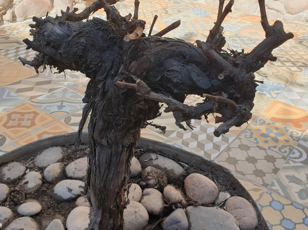 Vintuition Tours-门多萨必去景点